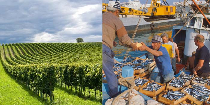 Foto Agropesce con mix di due immagini: un campo con viti e pescatori che scaricano pesce